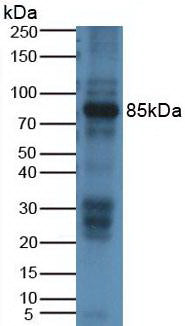 Western Blot; Sample: Lane1: Rat Placenta lysate; Lane2: Rat Small intestine lysate;; Primary Ab: 2µg/ml Mouse Anti-Rat ABP1 Antibody; Second Ab: 0.2µg/ml HRP-Linked Caprine Anti-Mouse IgG Polyclonal Antibody;