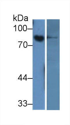 Amiloride Binding Protein 1 (ABP1) Monoclonal Antibody - image 3