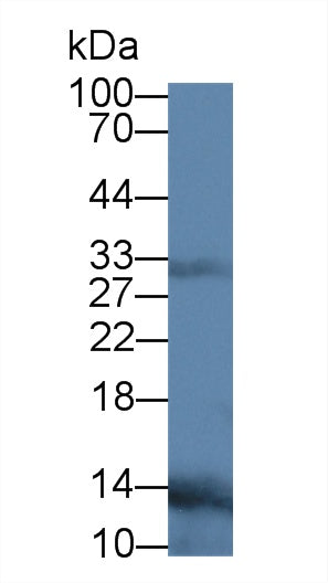 Western Blot; Sample: Human 293T cell lysate; ; Primary Ab: 3µg/ml Mouse Anti-Rat CP Antibody; Second Ab: 0.2µg/mL HRP-Linked Caprine Anti-Mouse IgG Polyclonal Antibody;