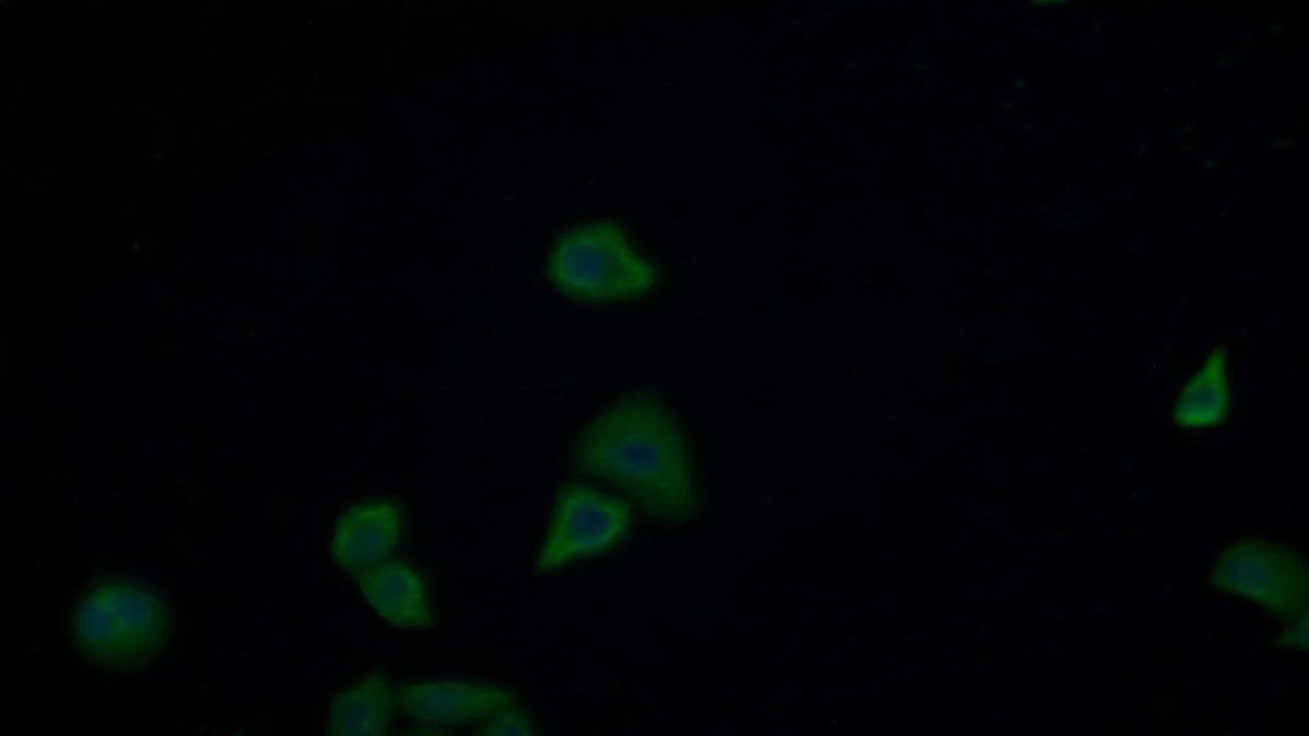 Insulin Receptor (Anti-INSR) Monoclonal Antibody - image 3