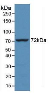 Western Blot; Sample: Human Raji cell lysate; ; Primary Ab: 3µg/ml Mouse Anti-Human HSPA1L Antibody; Second Ab: 0.2µg/mL HRP-Linked Caprine Anti-Mouse IgG Polyclonal Antibody;