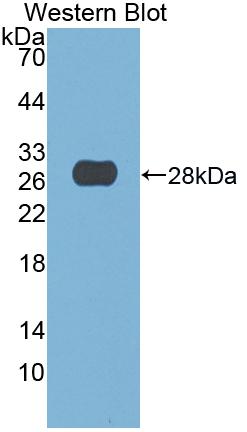 Deoxyribonuclease I (DNASE1) Monoclonal Antibody - image 2