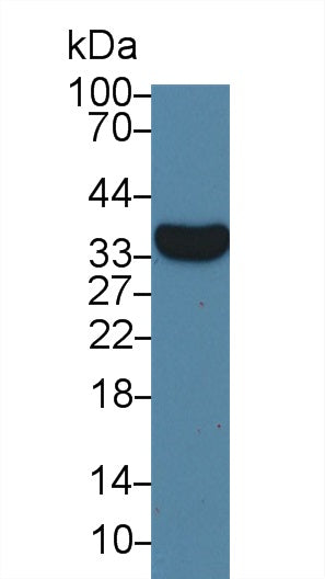 Western Blot; Sample: Human U87MG cell lysate; ; Primary Ab: 3µg/ml Mouse Anti-Human VGF Antibody; Second Ab: 0.2µg/mL HRP-Linked Caprine Anti-Mouse IgG Polyclonal Antibody;