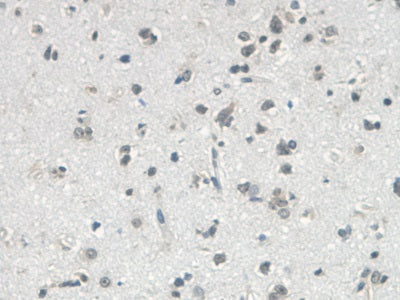 VGF Nerve Growth Factor Inducible (VGF) Monoclonal Antibody - image 5