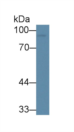 Western Blot; Sample: Porcine Eye lysate; ; Primary Ab: 6µg/mL Mouse Anti-Human CLU Antibody; Second Ab: 0.2µg/mL HRP-Linked Caprine Anti-Mouse IgG Polyclonal Antibody;