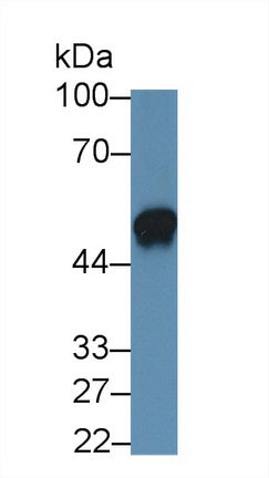 Clusterin (CLU) Monoclonal Antibody - image 3