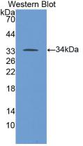 Western Blot; Sample: Human Placenta lysate; ; Primary Ab: 2µg/ml Mouse Anti-Human ALOX5 Antibody; Second Ab: 0.2µg/mL HRP-Linked Rabbit Anti-Mouse IgG Polyclonal Antibody;
