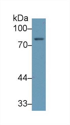 5-Lipoxygenase (5-LO) Monoclonal Antibody - image 3