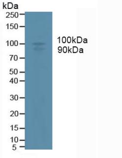 Western Blot; Sample: Recombinant ADAM17, Human.