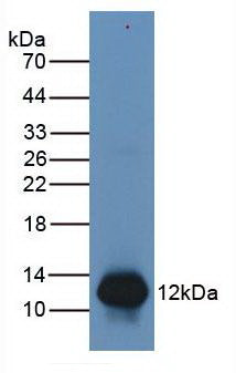 Western Blot; Sample: Recombinant S100A8, Human.
