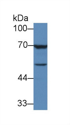 Western Blot; Sample: Recombinant TGFb3, Human.