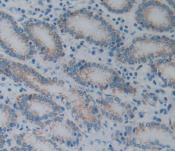 Anterior Gradient 2 (AGR2) Monoclonal Antibody - image 4