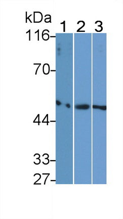Fibrinogen Gamma (FGg) Monoclonal Antibody - image 2