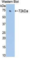 Heat Shock 70kDa Protein 2 (HSPA2) Monoclonal Antibody - image 2