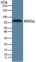 Western Blot; Sample: Recombinant a1BG, Human.