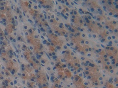 DAB staining on IHC-P Samples:Rat Stomach Tissue