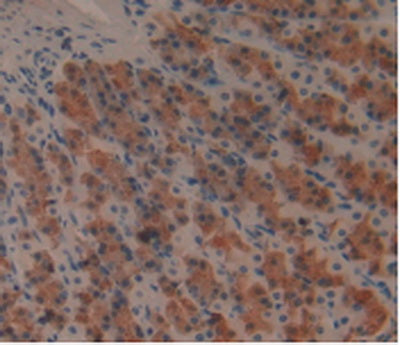 Alpha-1-B-Glycoprotein (a1BG) Monoclonal Antibody - image 4
