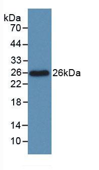 B-Cell CLL/Lymphoma 2 Like Protein (Bcl2L) Monoclonal Antibody - image 2