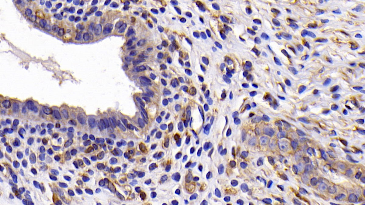 DAB staining on IHC-P; Samples: Rat Testis Tissue; Primary Ab: 30ug/ml Mouse Anti-Rat Bcl2L Antibody Second Ab: 2µg/mL HRP-Linked Caprine Anti-Mouse IgG Polyclonal Antibody
