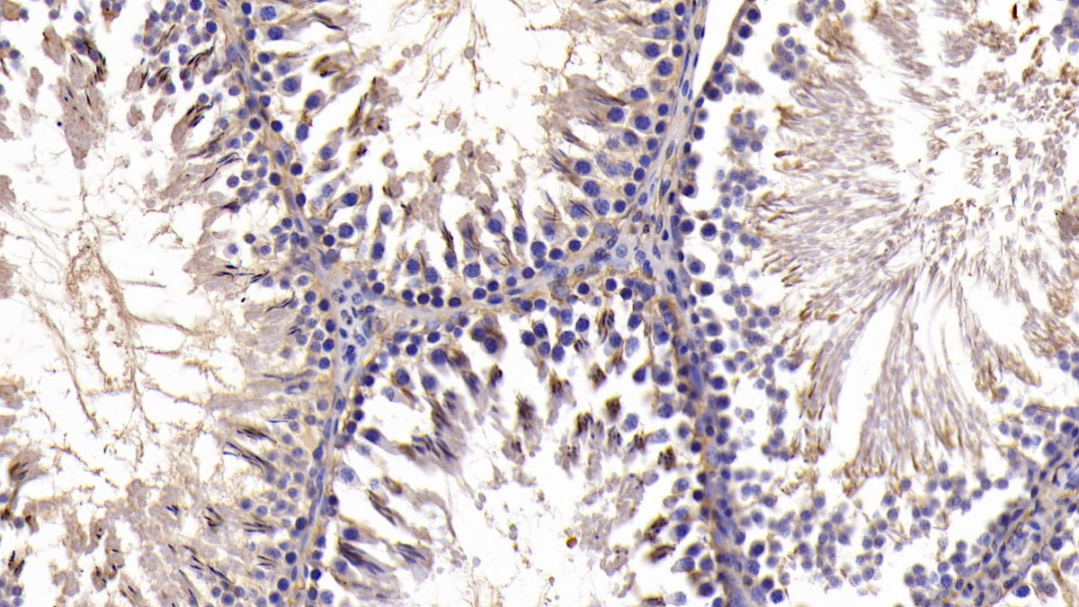 B-Cell CLL/Lymphoma 2 Like Protein (Bcl2L) Monoclonal Antibody - image 4