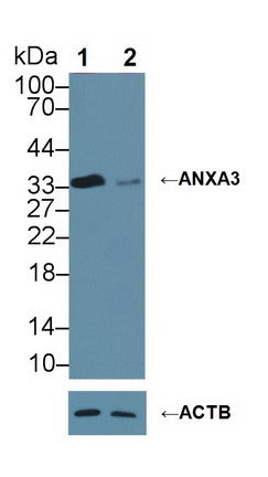 Annexin A3 (ANXA3) Monoclonal Antibody - image 3