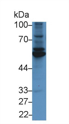 Western Blot; Sample: Recombinant FBLN3, Human.