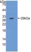 Fibulin 3 (FBLN3) Monoclonal Antibody - image 3