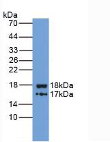 Inter Alpha-Globulin Inhibitor H4 (ITIH4) Monoclonal Antibody - image 2