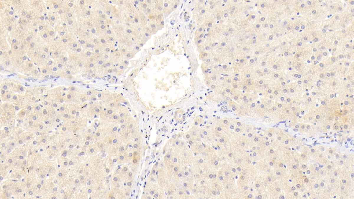Matrix Metalloproteinase 2 (MMP2) Monoclonal Antibody - image 4