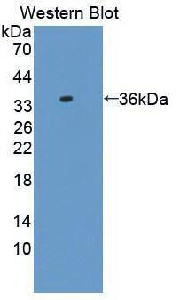 DAB staining on IHC-P; Samples: Rat Pancreas Tissue; Primary Ab: 30µg/ml Mouse Anti-Rat aZGP1 Antibody Second Ab: 2µg/mL HRP-Linked Caprine Anti-Mouse IgG Polyclonal Antibody