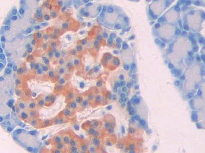 DAB staining on IHC-P;Samples:Rat Stomach Tissue