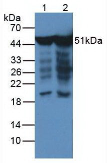Western Blot; Sample: Human Hela cell lysate; ; Primary Ab: 2µg/ml Mouse Anti-Human NSE Antibody; Second Ab: 0.2µg/mL HRP-Linked Caprine Anti-Mouse IgG Polyclonal Antibody;