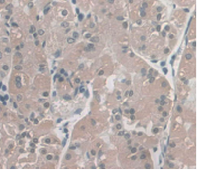 Enolase, Neuron Specific (NSE) Monoclonal Antibody - image 5