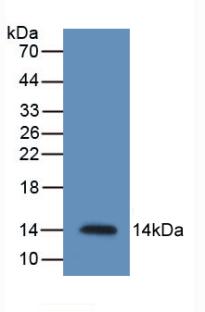 Resistin (RETN) Monoclonal Antibody - image 2