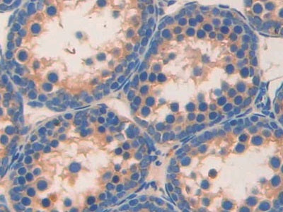 DAB staining on IHC-P; Samples: Mouse Stomach Tissue