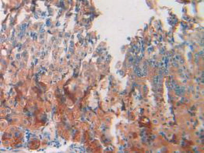 Resistin (RETN) Monoclonal Antibody - image 4