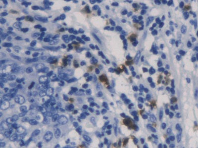 Charcot Leyden Crystal Protein (CLC) Monoclonal Antibody - image 4