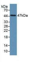 Western Blot; Sample: Human Placenta lysate; Primary Ab: 2μg/ml Mouse Anti-Human PAI1 Antibody; Second Ab: 0.2µg/mL HRP-Linked Caprine Anti-Mouse IgG Polyclonal Antibody;