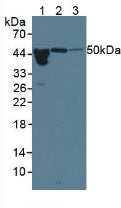 Western Blot; Sample: Lane1: Human Lung lysate; Lane2: Porcine Pancreas lysate; Lane3: Porcine Colon lysate; Lane4: Porcine Small intestine lysate; Primary Ab: 2μg/ml Mouse Anti-Human a1AGP Antibody; Second Ab: 0.2µg/mL HRP-Linked Caprine Anti-Mouse IgG Polyclonal Antibody;