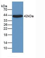 Western Blot; Sample: Rat Testis lysate; ; Primary Ab: 3µg/ml Mouse Anti-Human a1AGP Antibody; Second Ab: 0.2µg/mL HRP-Linked Caprine Anti-Mouse IgG Polyclonal Antibody;