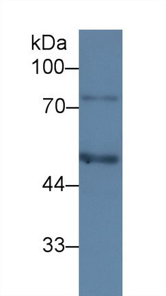 Western Blot; Sample: Recombinant C1INH, Human.