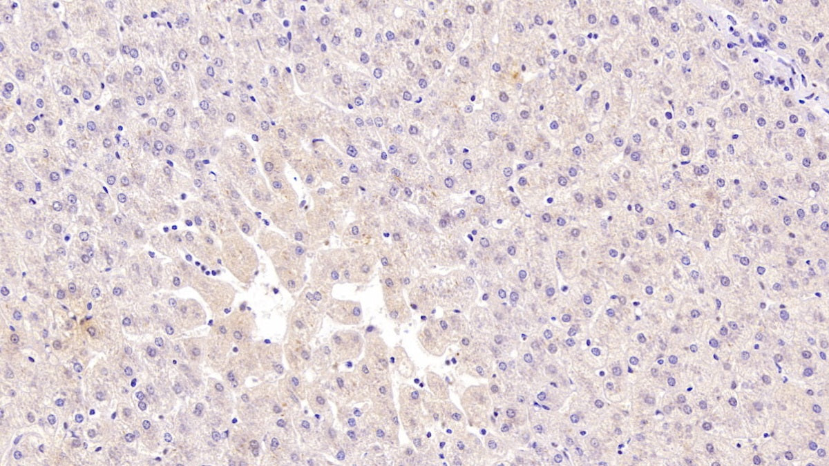 Complement 1 Inhibitor (C1INH) Monoclonal Antibody - image 4