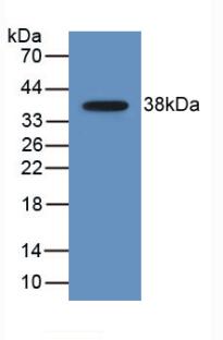 Macrophage Derived Chemokine (MDC) Monoclonal Antibody - image 2