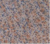 DAB staining on IHC-P; Samples: Rat Brain Tissue