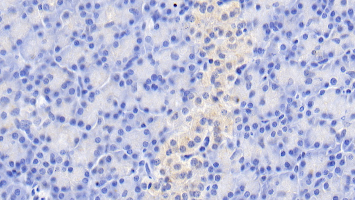 Gastric Inhibitory Polypeptide (GIP) Monoclonal Antibody - image 3
