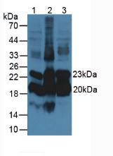 Western Blot; Sample: Rat Liver lysate; ; Primary Ab: 2µg/ml Mouse Anti-Rat a1AGP Antibody; Second Ab: 0.2µg/mL HRP-Linked Caprine Anti-Mouse IgG Polyclonal Antibody;