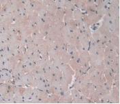 Alpha-1-Acid Glycoprotein (a1AGP) Monoclonal Antibody - image 5