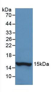 Histatin 1 (HTN1) Monoclonal Antibody - image 2