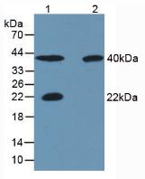 Western Blot; Sample: Recombinant CA4, Rat.