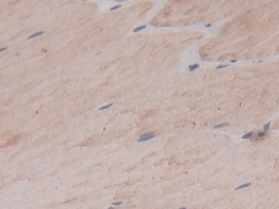 Carbonic Anhydrase IV (CA4) Monoclonal Antibody - image 4